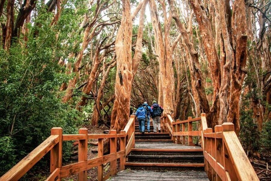 Bariloche: Arrayanes Forest and Victoria Island Tour - Should you book the Bariloche Arrayanes Forest and Victoria Island tour?