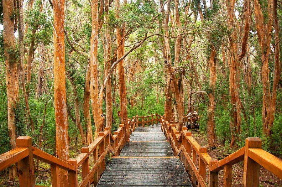 Bariloche: Victoria Island and Arrayanes Forest Navigation - Who should book this tour, and who should skip it