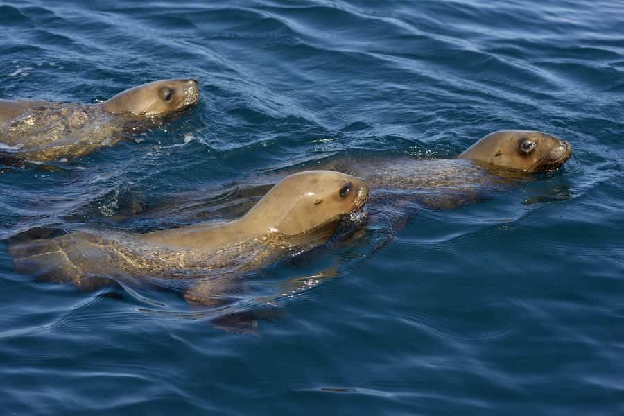 Best Tour to Peninsula Valdes - Key Things You’ll Notice on This Peninsula Valdes Tour