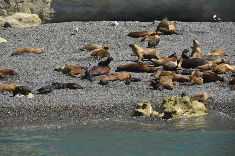 Best Tour to Peninsula Valdes - Lobería Punta Norte: Sea Lions in Their Usual Habitat