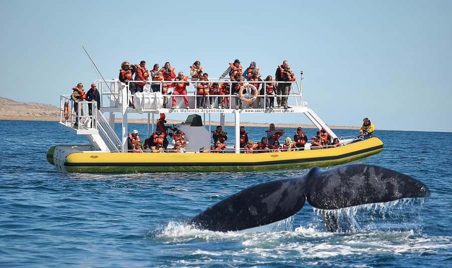Best Tour to Peninsula Valdes - Quick Stops That Set Up Your Wildlife Day