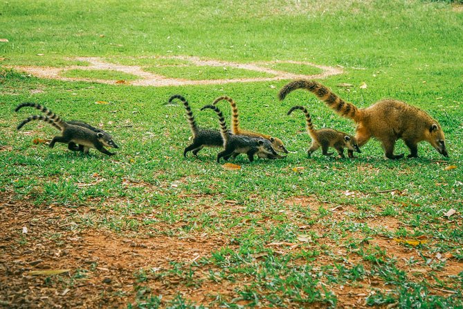 Brazilian Side of Iguazu Falls Tour from Puerto Iguazu - Stop 2: Parque Nacional do Iguaçu Entry and Getting to the Walkways