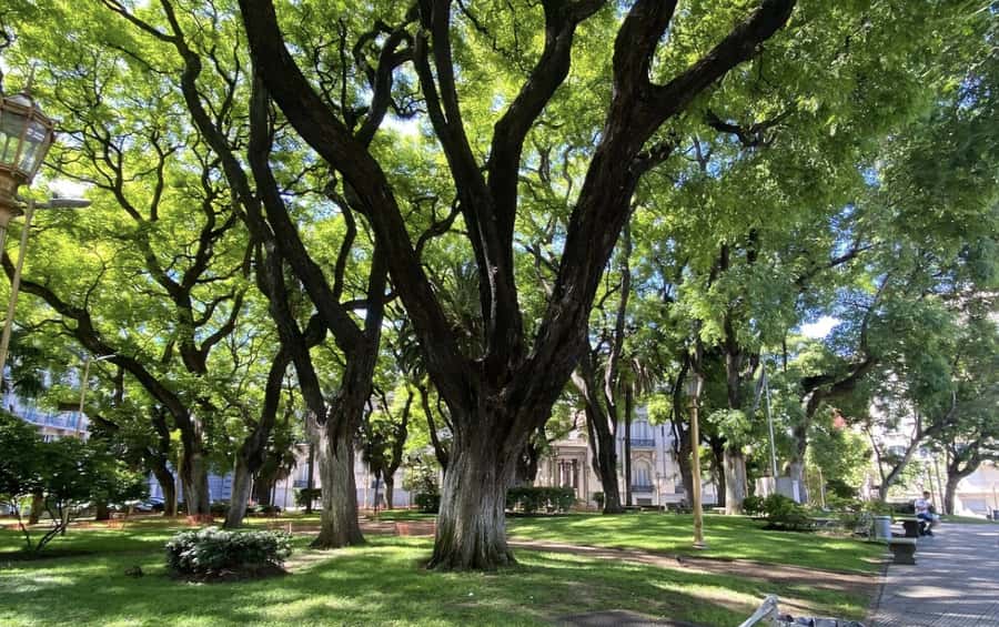 Buenos Aires: 7 Hour Small Group "BA 101" Walk - San Telmo: market energy at Plaza Dorrego and the Indoor Market