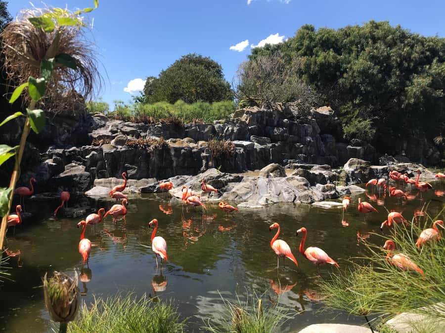Buenos Aires: Bioparque Temaiken with Transfers - Argentina first: Mesopotamia and Patagonian zones that make sense