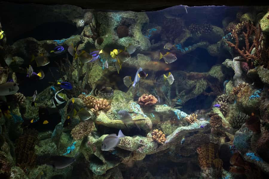 Buenos Aires: Bioparque Temaiken with Transfers - Building your 5-hour plan: don’t let free time waste you