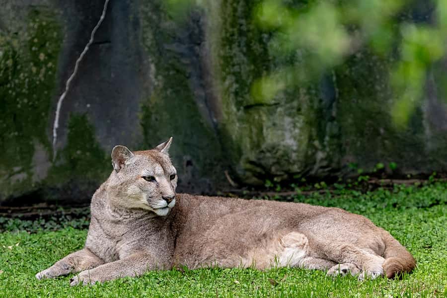 Buenos Aires: Bioparque Temaiken with Transfers - Price and value: is $88 per person a smart deal?
