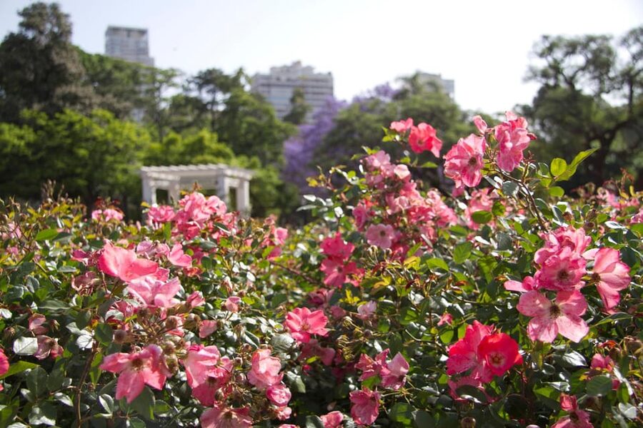 Buenos Aires Private City Tour with a local guide - Rosedal garden, Floralis Genérica, and the art of taking photos