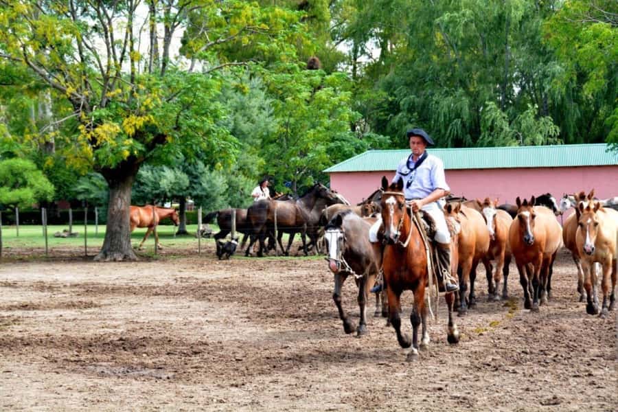 Buenos Aires: Santa Susana Ranch Day Tour, BBQ & Shows - Why Estancia Santa Susana Feels Like Gaucho Argentina (Even If You Came for the Show)