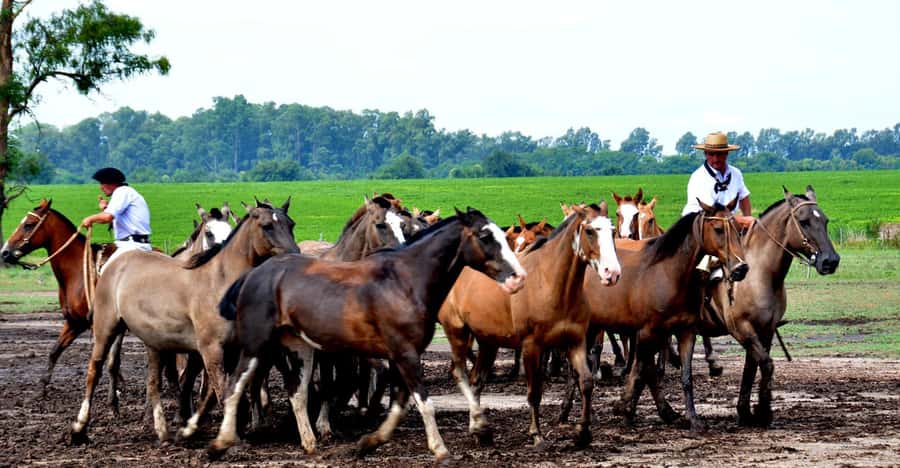 Buenos Aires: Santa Susana Ranch Day Tour, BBQ & Shows - Gaucho Skills Demonstrations: Ring Races, Horse Roundups, and Traditional Horse Races