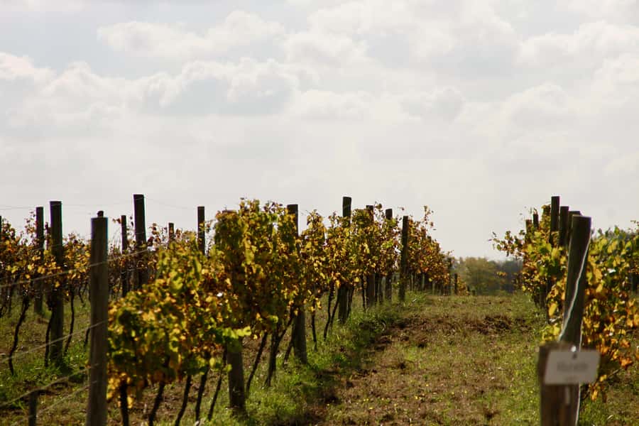 Buenos Aires: Wine Tasting and Lunch at Bodega Gamboa - Who should book Bodega Gamboa, and who might want another option