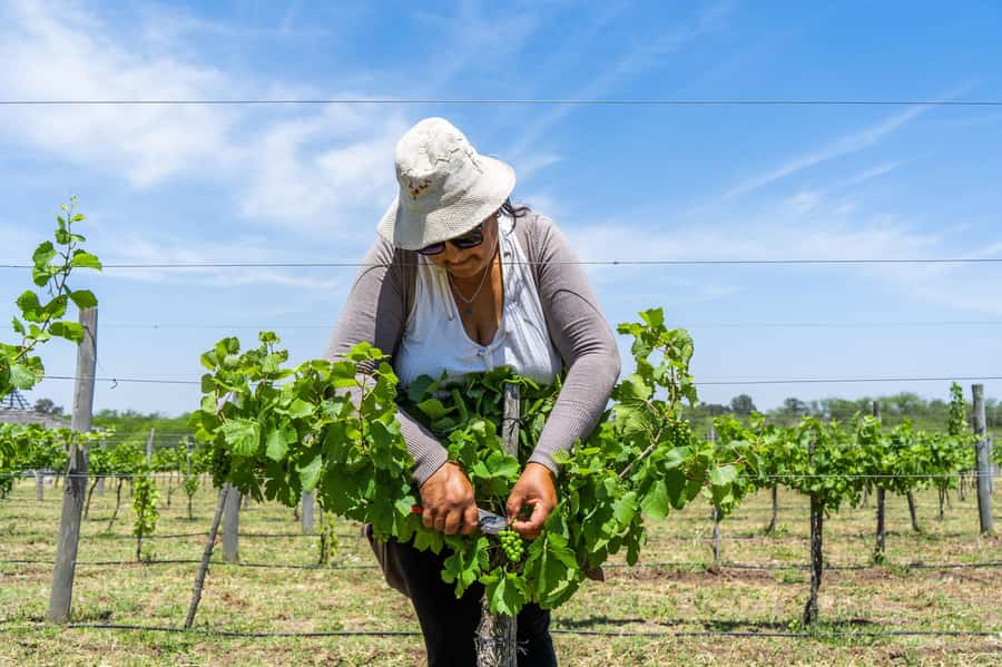 Buenos Aires: Wine Tasting & Lunch at Gamboa Vineyard - The Human Factor: Guides and Drivers Who Keep It Smooth
