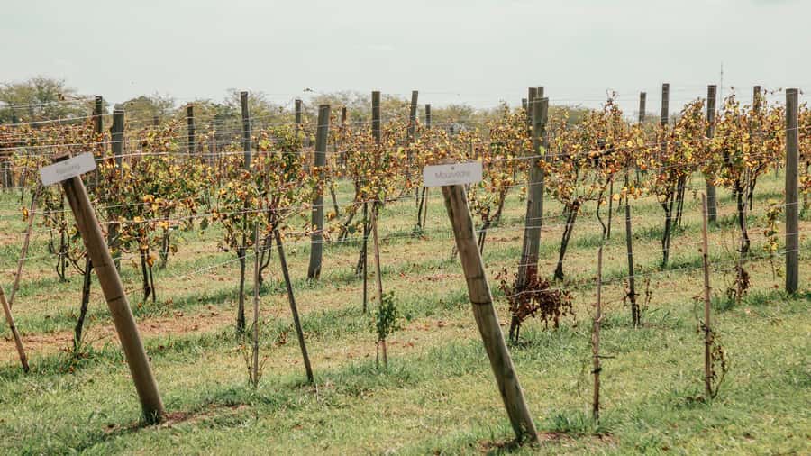 Buenos Aires: Wine Tasting & Lunch at Gamboa Vineyard - Who This Wine and Lunch Tour Is Best For