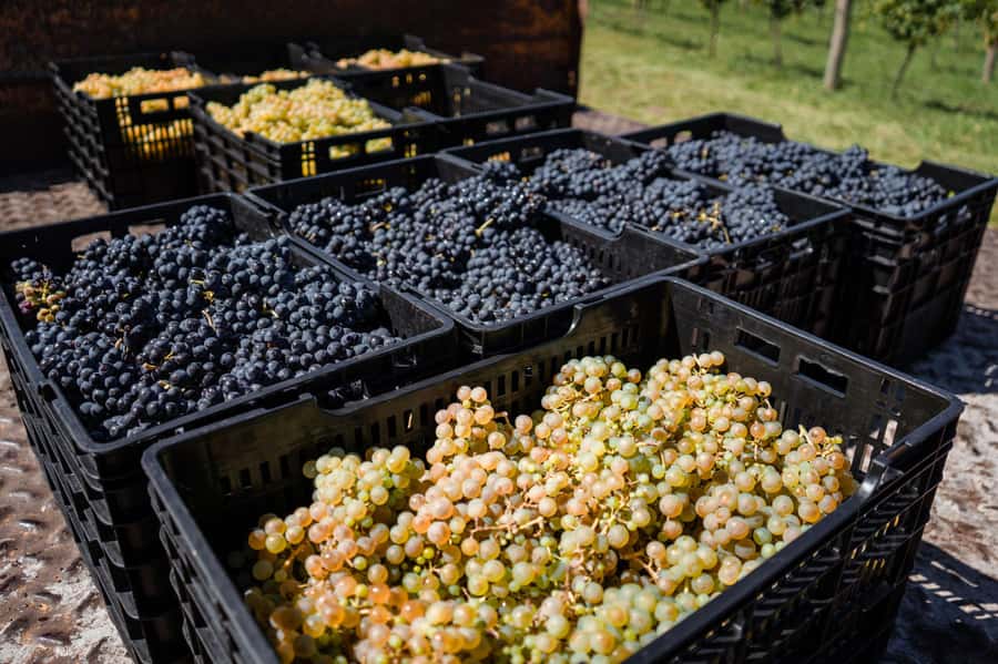 Buenos Aires: Wine Tasting & Lunch at Gamboa Vineyard - Should You Book Bodega Gamboa for Wine Tasting and Lunch?