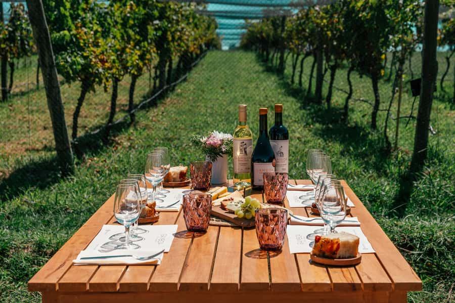 Buenos Aires: Wine Tasting & Lunch at Gamboa Vineyard - Price and Logistics: Transfers Included, Small Group, and About 7 Hours