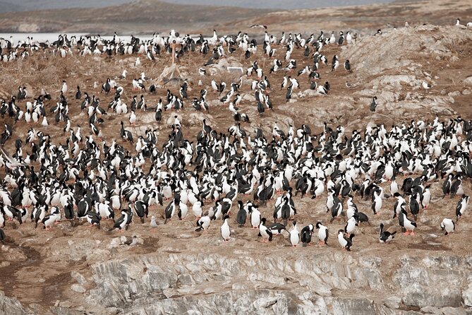 Catamaran Tour through the Beagle Channel and Penguins in Isla Martillo - Martillo Island penguins: the main reason you’re here