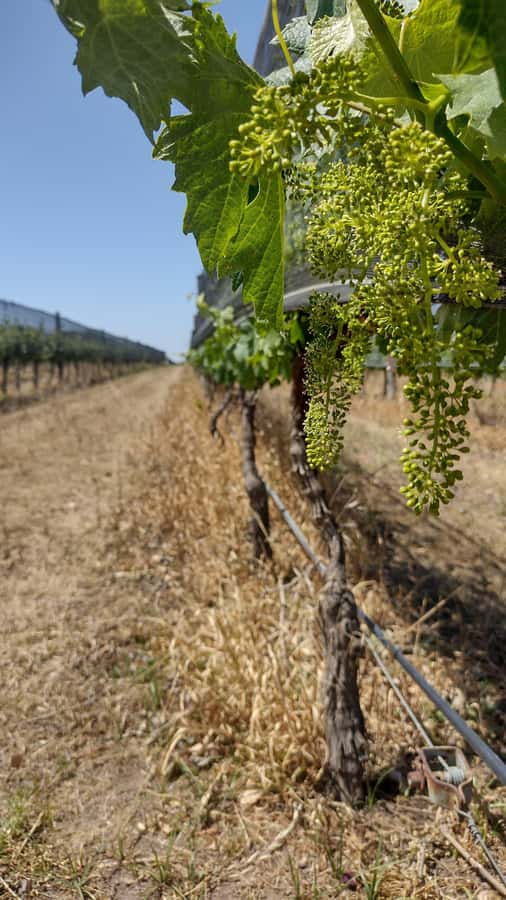 Córdoba: Wine Tour Privado a Colonia Caroya - Día completo - Why Colonia Caroya, and why this tour is more than a tasting