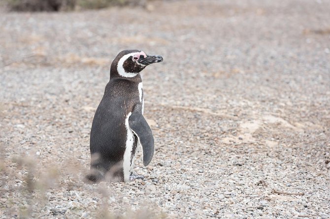 Cruise Shore Excursion Ea San Lorenzo Peninsula Valdes - Patagonia - Argentina - Peninsula Valdes Stop: Wildlife Country and Real Time to Look