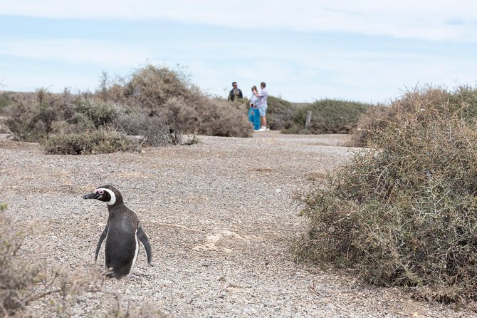 Cruise Shore Excursion Ea San Lorenzo Peninsula Valdes - Patagonia - Argentina - San Lorenzo Estancia: Where Magellanic Penguins Steal the Show