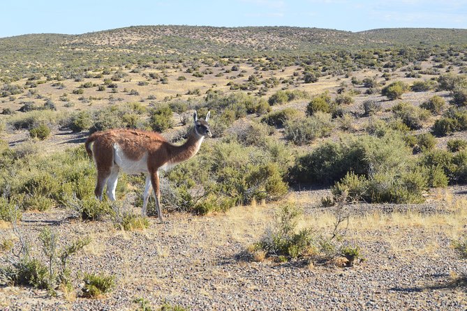 Cruise Shore Excursion Peninsula Valdes - Pto Madryn - Patagonia - Argentina - Peninsula Valdes in one day: why this cruise shore trip works