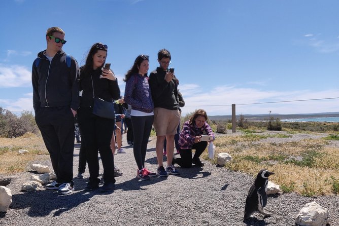 Cruise Shore Excursion Punta Tombo with Boxlunch from Pto Madryn - Why Punta Tombo Feels Worth It from a Cruise Shore Day