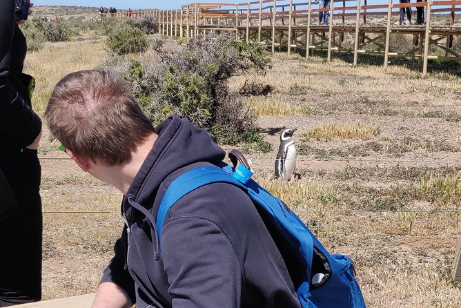 Cruise Shore Excursion Punta Tombo with Boxlunch from Pto Madryn - Who This Tour Suits Best (and Who Might Want a Swap)