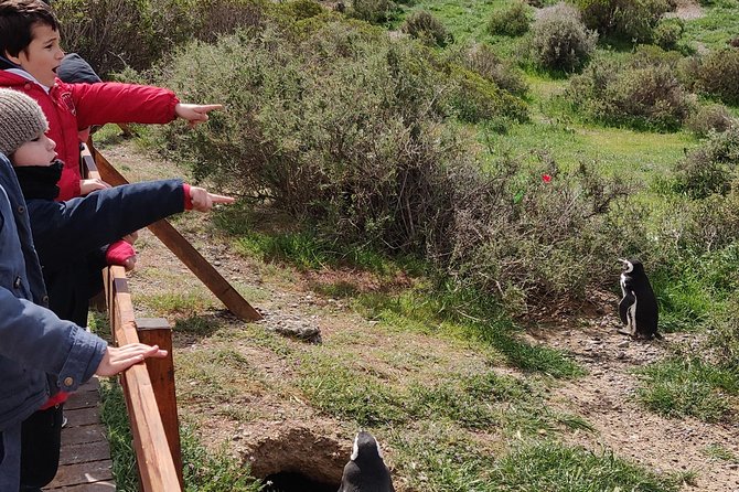 Cruise Shore Excursion Punta Tombo with Boxlunch from Pto Madryn - The 1.5 km Penguin Boardwalk: Photos, Nests, and the End of the Route