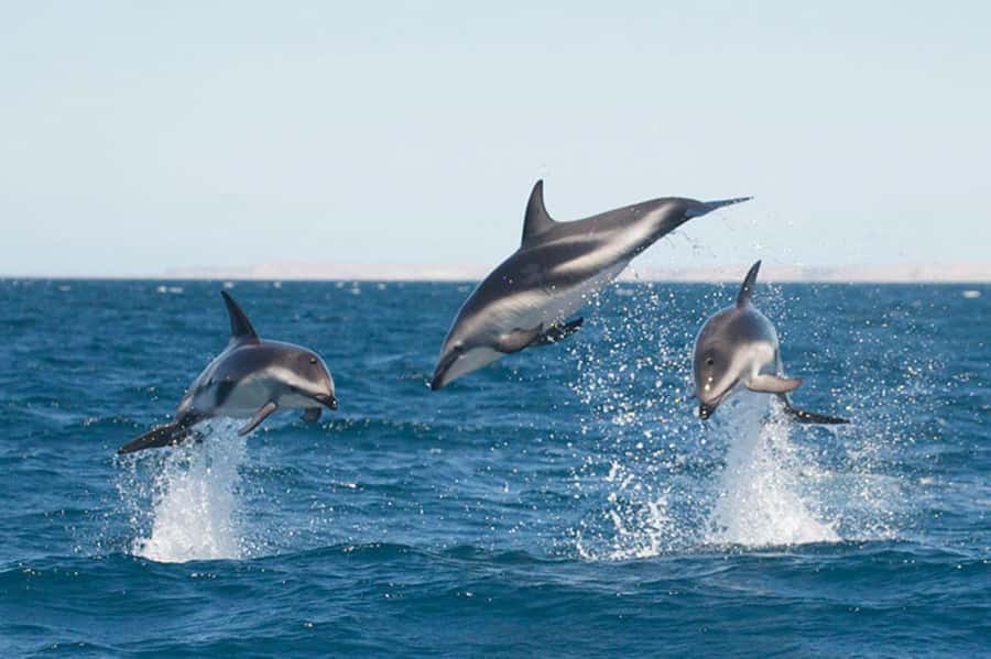 Dolphin Watching Adventure - Golfo Nuevo and Punta Loma: Why this cruise feels like a real wildlife day