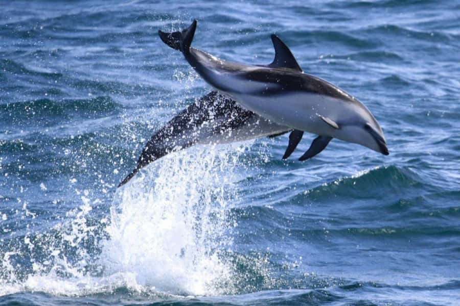 Dolphin Watching Adventure - Dolphin watching in Puerto Madryn waters: The part you will remember