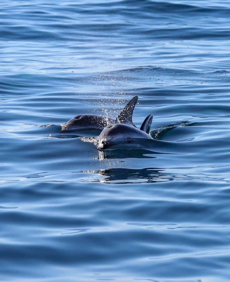Dolphin Watching Adventure - Punta Loma Reserve time: Sea lions and seabirds add depth