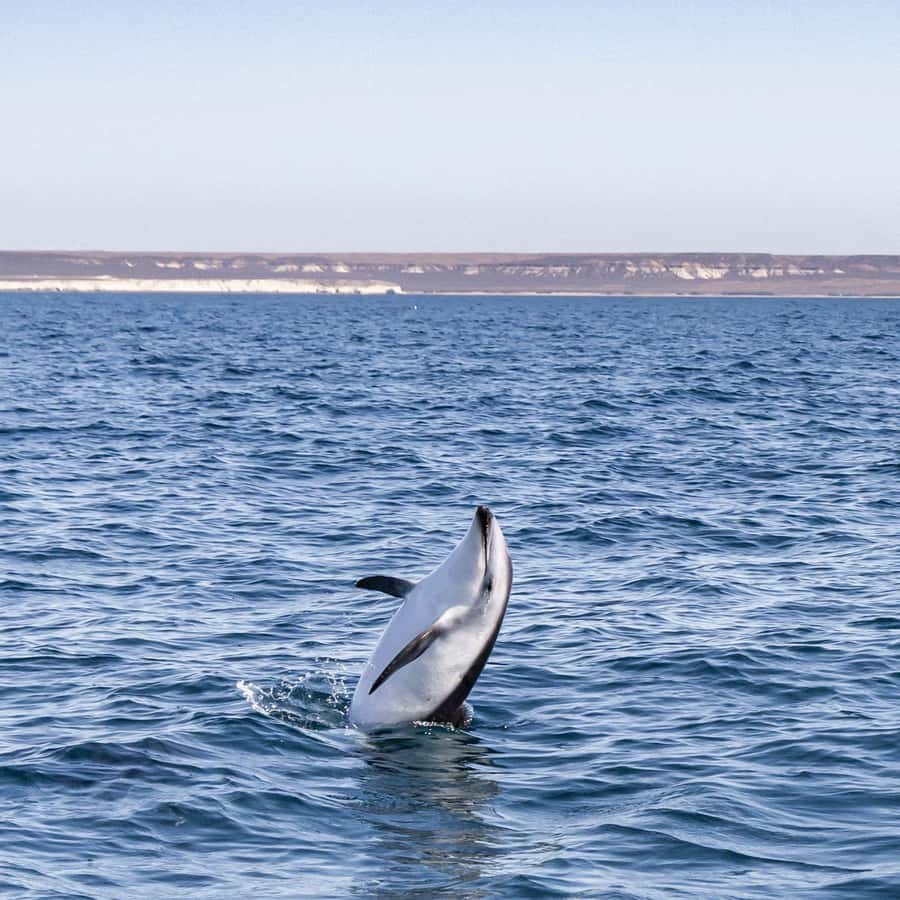 Dolphin Watching Adventure - What to bring for a 2.5 to 3-hour wildlife cruise