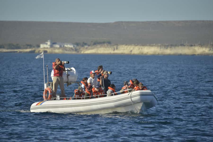 Dolphin Watching Adventure - Who this tour suits best (and who might want a backup plan)