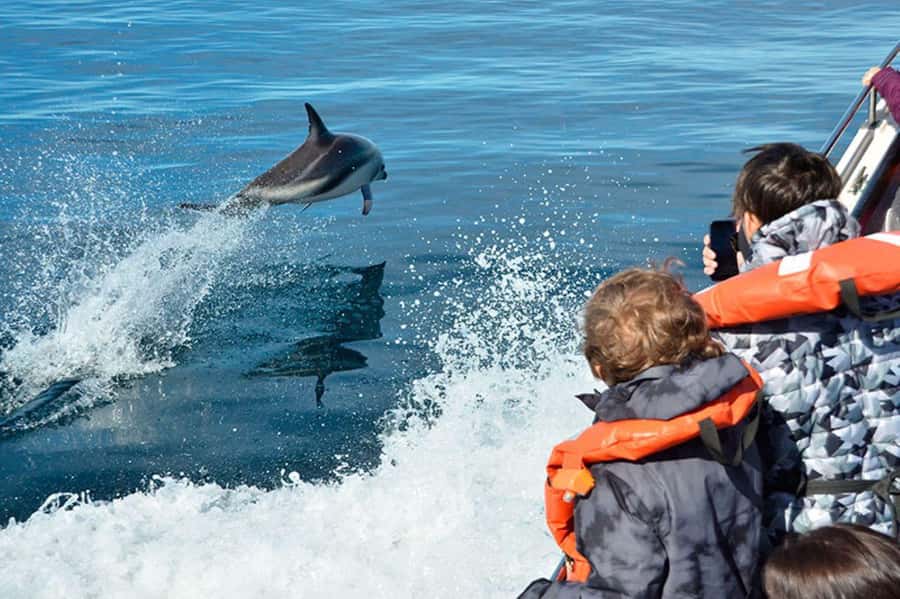 Dolphin Watching Adventure - Boarding at Muelle Comandante Luis Piedrabuena: Plan around comfort and clarity