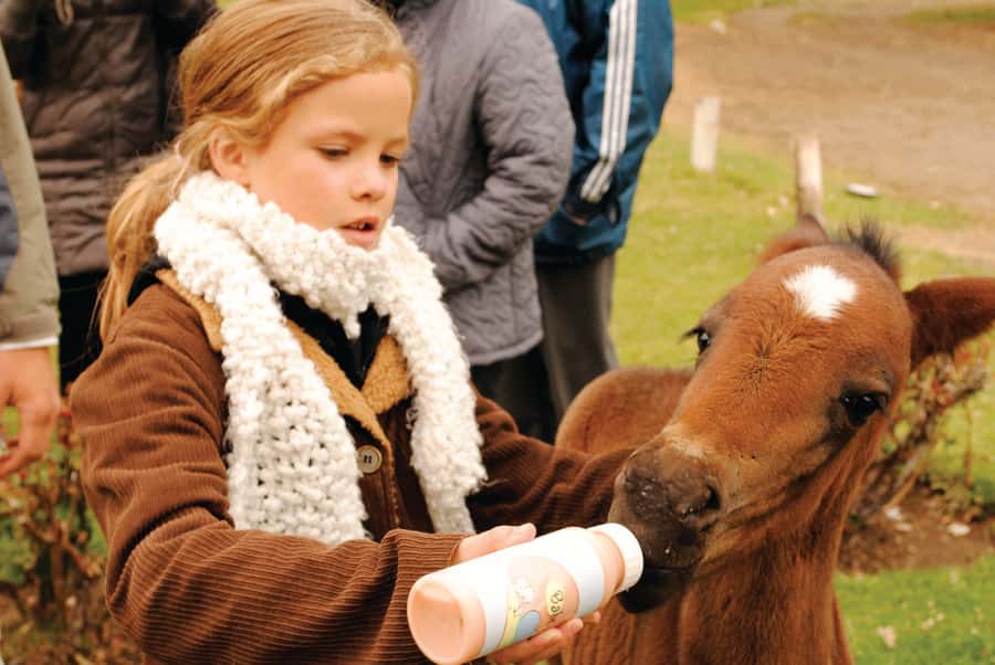 El Calafate: Estancia 25 de Mayo Tour with Dinner & Transfer - Welcome tea, mate, fried cakes, and the ranch stories