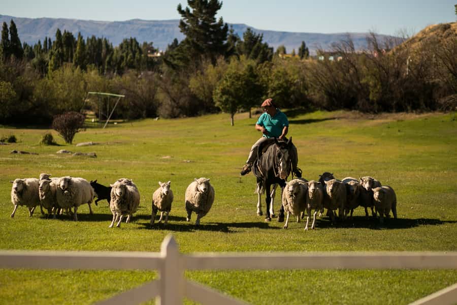 El Calafate: Estancia 25 de Mayo Tour with Dinner & Transfer - Price and value: what $109 includes, and what you might add