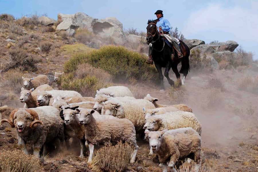 El Calafate: Estancia 25 de Mayo Tour with Dinner & Transfer - Timing and transfers in El Calafate, what to expect on arrival