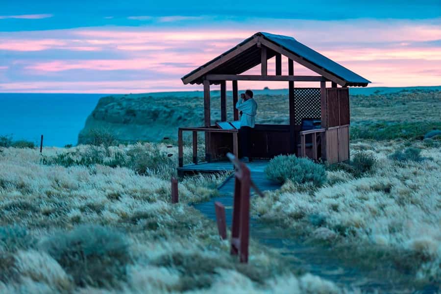 El Calafate: Monte León 4x4 Wolves and Penguins Excursion - Around 11:30 a.m., the penguin colony becomes the main attraction