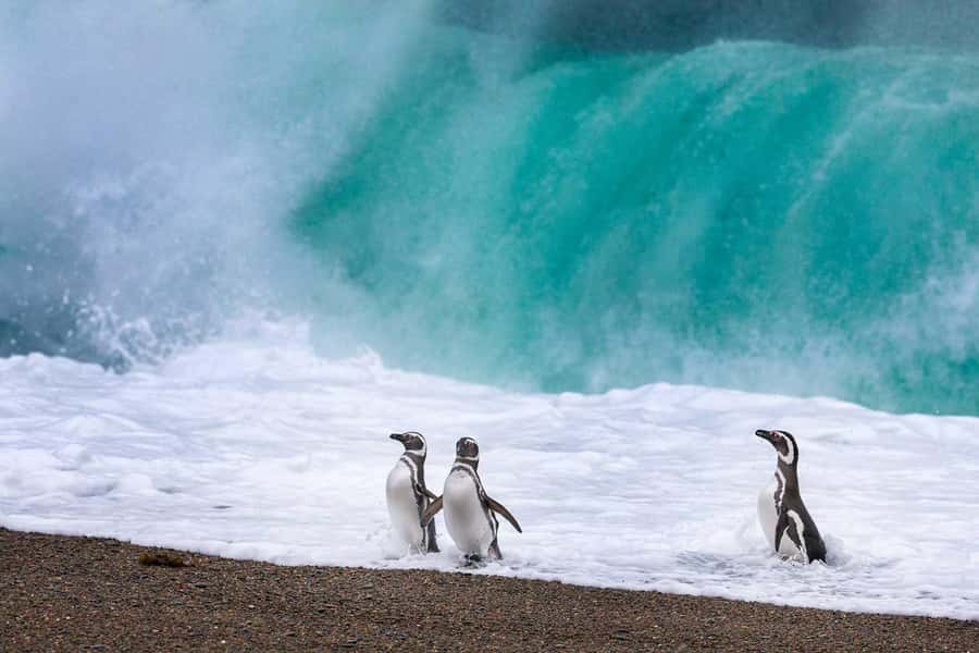 El Calafate: Monte León 4x4 Wolves and Penguins Excursion - Food, drinks, and binoculars: small inclusions with big payoff