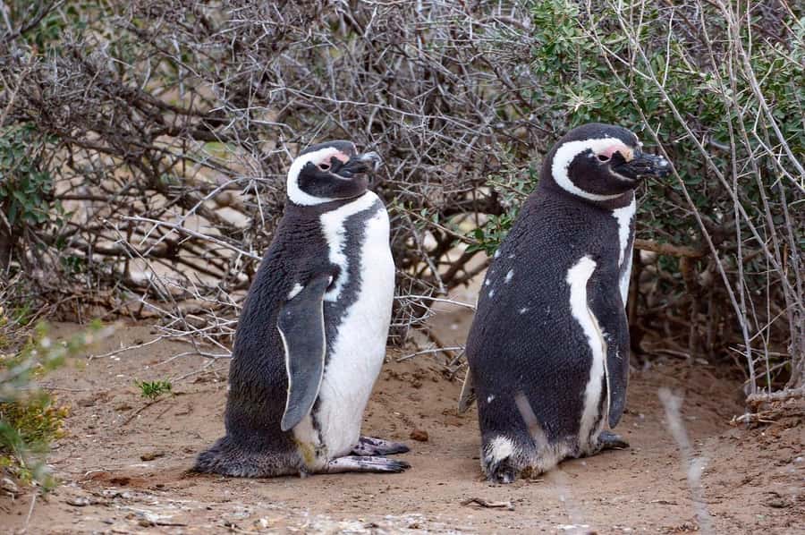 El Calafate: Monte León 4x4 Wolves and Penguins Excursion - Cerro Monte León and viewpoints you’ll actually use