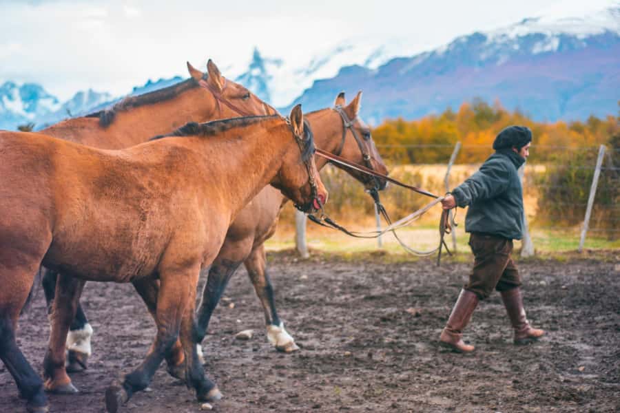 El Calafate: Nibepo Aike Ranch with Horseback Riding - Route 15 from El Calafate, where Patagonia shows up fast