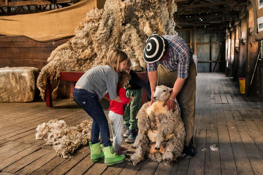 El Calafate: Nibepo Aike Ranch with Horseback Riding - Shearing shed and estancia museum, gaucho culture with tools and context