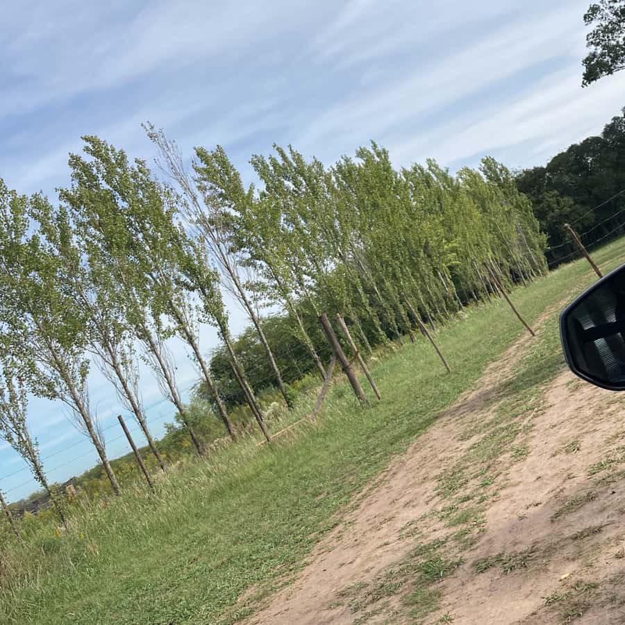 Enjoy a Rural Experience in a Vineyard near Buenos Aires - Small Details That Improve the Day