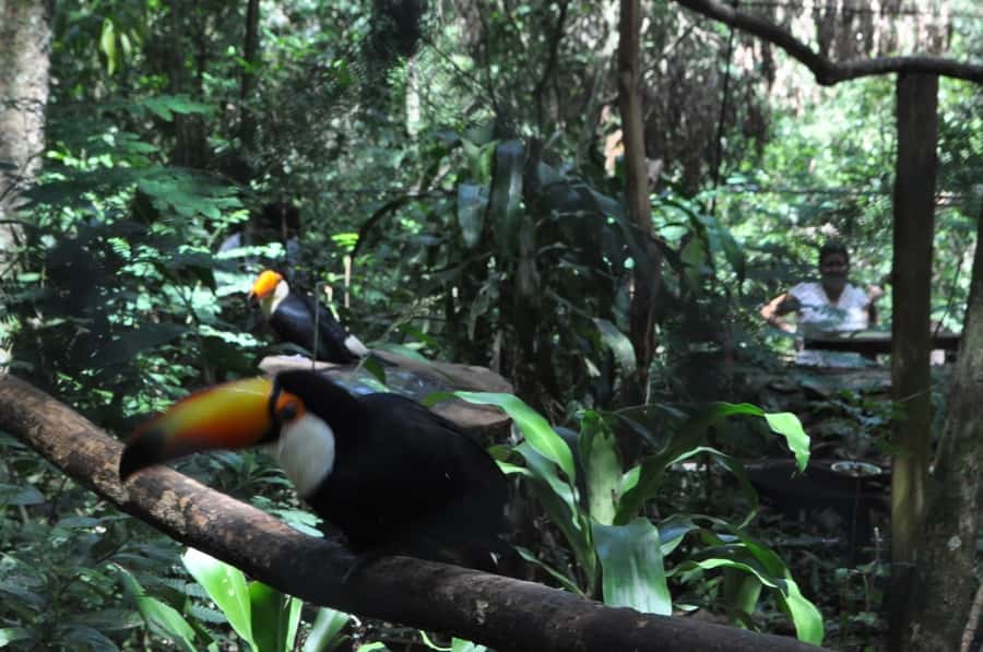 From Buenos Aires: 3-Day Iguazu Falls Tour with Airfare - Buenos Aires to Iguazu: airfare and transfers that keep you moving