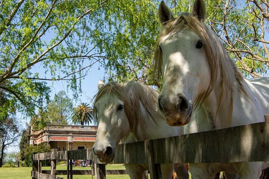 From Buenos Aires: Gaucho and Ranch Day Tour - What group size feels like, and why it matters