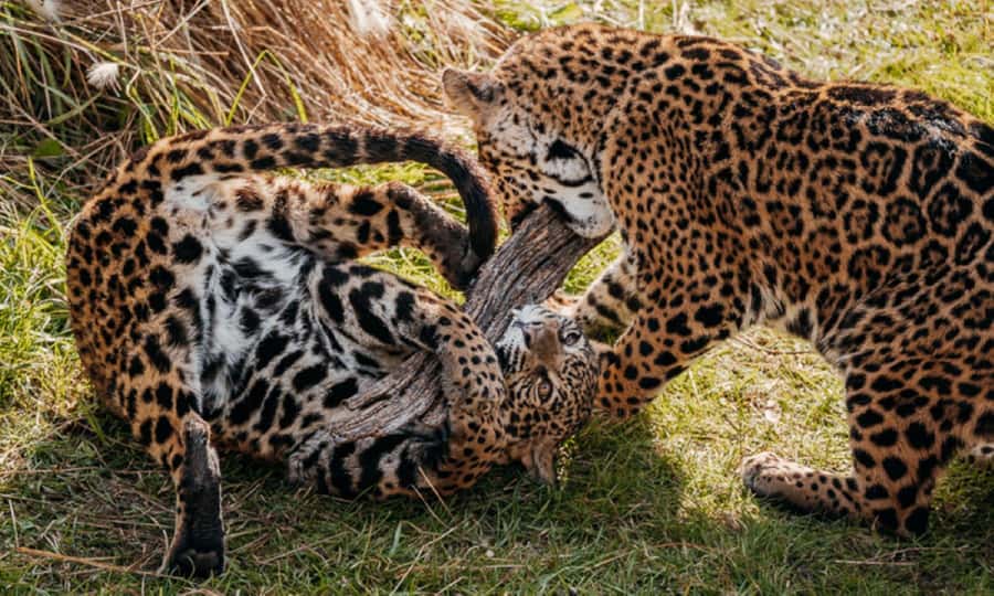 From Buenos Aires: Temaiken Zoo Tour with Ticket Included - Key Points That Make This Tour Worth Your Time