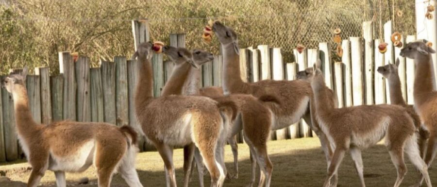 From Buenos Aires: Temaiken Zoo Tour with Ticket Included - Who This Tour Fits Best (and Who Might Want Another Option)
