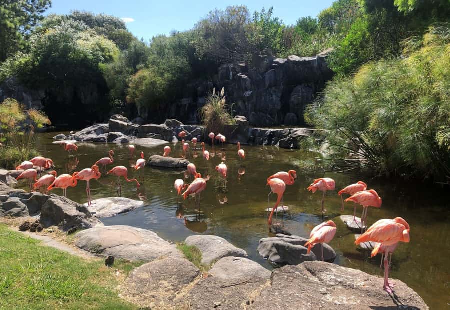 From Buenos Aires: Temaiken Zoo Tour with Ticket Included - Leaving Buenos Aires for Temaikén Biopark: How the Day Flows