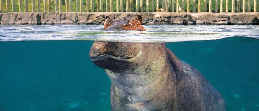 From Buenos Aires: Temaiken Zoo Tour with Ticket Included - Skip the Ticket Line, Then Start With the Big Nature Switch