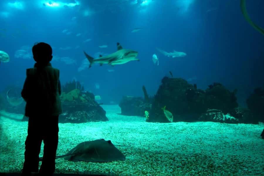 From Buenos Aires: Temaiken Zoo Tour with Ticket Included - Life in the Water: The Aquarium Zones You’ll Actually Remember