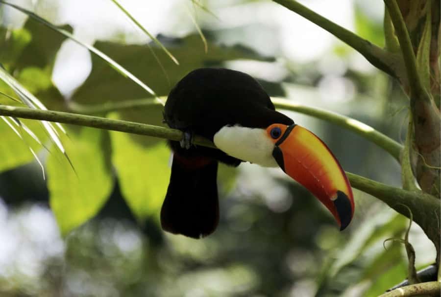 From Buenos Aires: Temaiken Zoo Tour with Ticket Included - La Chacra: A Rural Break That Adds Real Variety