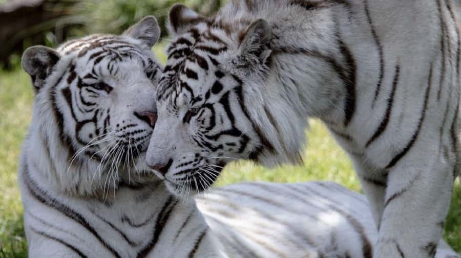 From Buenos Aires: Temaiken Zoo Tour with Ticket Included - What the Guide Actually Does for You